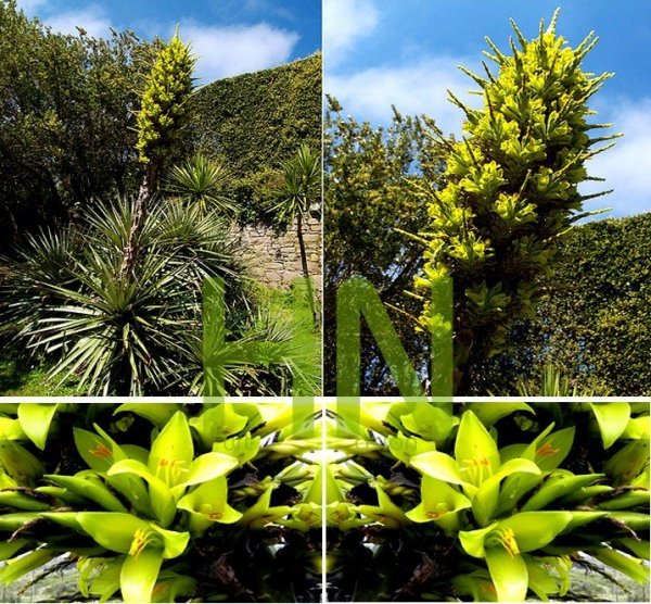 Puya żółta (Puya chilensis) 