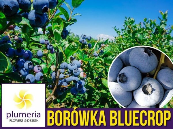 Zestaw sadzonek 10x Borówka Amerykańska BLUECROP Sadzonka