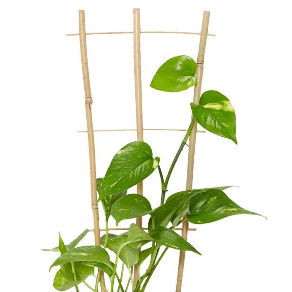 drabinka bambusowa podpora do filodendrona cena