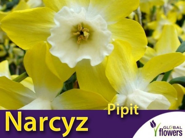 Narcyz Pipit (Narcissus Jonquilla) CEBULKI