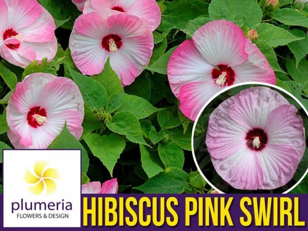 HIBISCUS bylinowy Pink Swirl Sadzonka