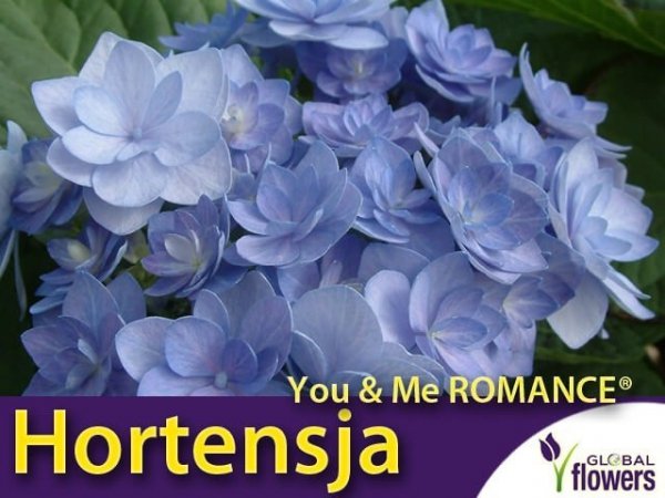 Hortensja You &amp; Me ROMANCE sadzonka
