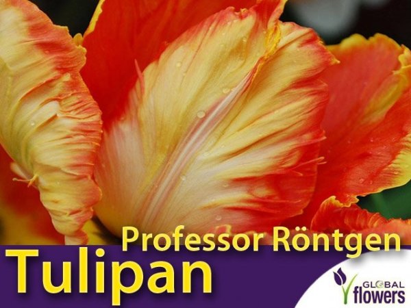Tulipan Papuzi 'Professor Röntgen' (Tulipa) CEBULKI