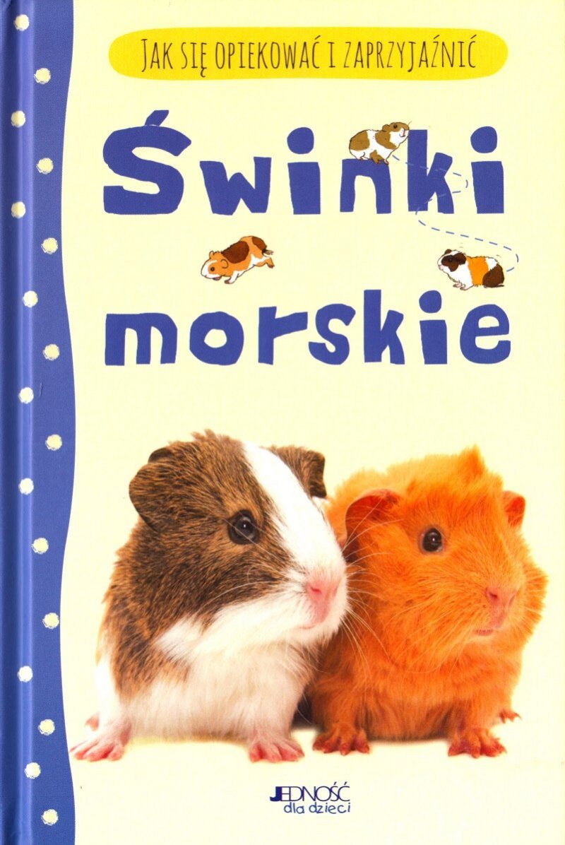 Świnki morskie Jak się opiekować i zaprzyjaźnić