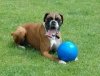 Boomer Ball XL - 10 / 25cm niebieska