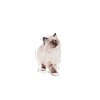 Royal Canin Kitten w galaretce karma mokra dla kociąt do 12 miesiąca życia saszetka 85g