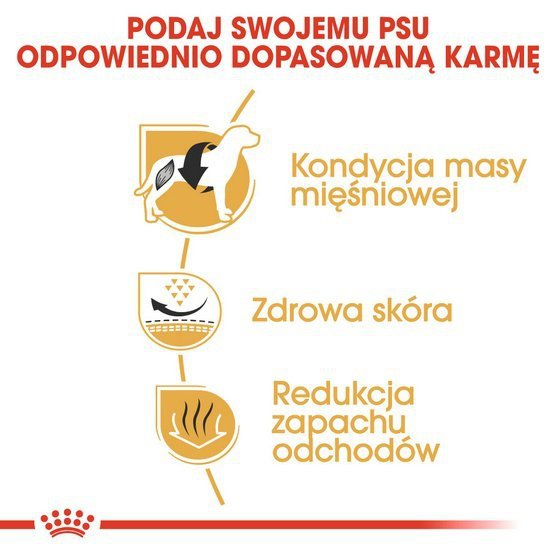 Royal Canin French Bulldog Adult karma sucha dla psów dorosłych rasy buldog francuski 3kg