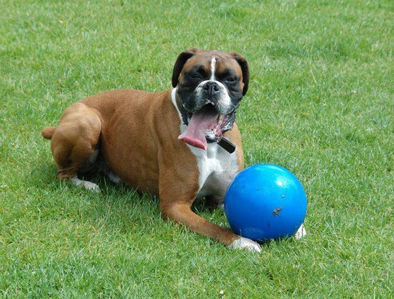Boomer Ball XL - 10&quot; / 25cm niebieska