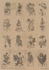 Zestaw papierów - Herbarium*Set of papers - Herbarium*Reihe von Papieren - Herbarium* Conjunto de papeles - Herbario* Conjunto de papeles - Herbario