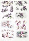 wiosenne kwiaty, kwiaty owocowe, fiołki, mak wschodni*spring flowers, fruit flowers, violets, eastern poppies*Frühlingsblumen, Obstblumen, Veilchen, Klatschmohn*flores de primavera, flores frutales, violetas, amapolas orientales