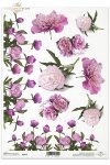 peonia, peonie, peony, peonies, flower, flowers, bouquets, bouquet, Blumen, Pfingstrose, Zweige, Sträuße und einzelne Blumen, ramo, ramos, flor, flores, jardín, peonía, peonías 
