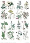 Zestaw papierów - Herbarium*Set of papers - Herbarium*Reihe von Papieren - Herbarium* Conjunto de papeles - Herbario* Conjunto de papeles - Herbario