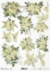 poinsecja, gwiazda betlejemska*poinsettia*Weihnachtsstern*flor de Pascua