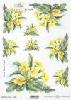prymulka, prymulki, kwiat, ogród, łąka, wiosna, autorka grafiki Maria Kopeć, R905, primulas, flower, garden, meadow, spring, Primeln, Blume, Garten, Wiese, Frühling, prímulas, flor, jardín, prado, primavera