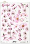 kwiatek Cosmos, kwiat Warszawianka, Kwiatek Warszawianka czyli Cosmos, różowe kwiaty, R063, flower, flowers, meadow, garden, cosmos, flores ''cosmos'' , kleine Blume ''Kosmos'' 