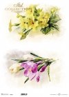 wiosenne kwiaty, krokusy, żółte kwiaty*spring flowers, crocuses, yellow flowers*Frühlingsblumen, Krokusse, gelbe Blumen*flores de primavera, azafranes, flores amarillas