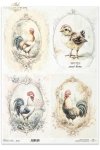 koguty, koguciki, wiejskie zwierzęta, wiosenne klimaty, rustykalny styl*roosters, cockerels, country animals, spring breeding, rustic style*Hähne, Tiere auf dem Lande, Frühjahrsaufzucht, rustikaler Stil*gallos, gallitos, animales de campo, cría primaveral