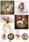 Schronisko w Korabiewicach, fotografie zwierząt, psy, Joanna Laskowska*Shelter in Korabiewice, animal photography, dogs, Joanna Laskowska*Tierheim in Korabiewice, Tierfotografie, Hunde, Joanna Laskowska*Refugio en Korabiewice, fotografía de animales, perr
