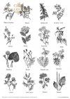 Zestaw papierów - Herbarium*Set of papers - Herbarium*Reihe von Papieren - Herbarium* Conjunto de papeles - Herbario* Conjunto de papeles - Herbario