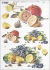 lemon, lemons, fruit, violets, flowers, R396