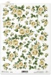 róża, róże, dzika róża, pąki, liście, bukiety, kwiat, kwiaty, R032, Rose, roses, buds, leaves, bouquets, flowers, flower, gelbe Rosen, Blumen, rosas amarillas, flores 