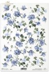 goździki, powojnik, R099, flower, flowers, meadow, garden, cloves, clematis,  flores, clavos y clemátides, rosa, jardín, prado, clavel, claveles, clemátide, Rosen, Garten, Wiese, Blume, Nelken, Clematis 