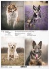 Schronisko w Korabiewicach, fotografie zwierząt, psy, Dorota Majcher*Shelter in Korabiewice, animal photography, dogs, Dorota Majcher*Tierheim in Korabiewice, Tierfotografie, Hunde, Dorota Majcher*Refugio en Korabiewice, fotografía de animales, perros, Do