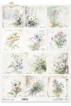 Przebiśnieg, zawilec, firletka Poszarpana, Komonica zwyczajna, Przylaszczka, Miodunka, dzwonek, konwalia, stokrotka, bratek, niezapominajka, fiołki*snowdrops, anemones, marsh comfrey, bird's-foot trefoil, hellebore, meadow foxtail, bellflower, lily of th