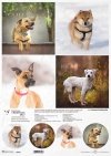 Schronisko w Korabiewicach, fotografie zwierząt, psy, Joanna Laskowska*Shelter in Korabiewice, animal photography, dogs, Joanna Laskowska*Tierheim in Korabiewice, Tierfotografie, Hunde, Joanna Laskowska*Refugio en Korabiewice, fotografía de animales, perr