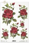 kwiaty, różyczki, róże, róża, ogród, R170, gently, purple, roses, flowers, garden, Burgunder Farbe Rosen. Schöne subtile Rosen, einzelne burgunderfarbene Blumen, color burdeos rosas. Hermosas rosas sutiles, flores de color burdeos 