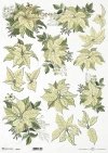 poinsecja, gwiazda betlejemska*poinsettia*Weihnachtsstern*flor de Pascua