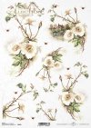 dzika róża, róże, wieś, ogród, kwiat, wiosna, R833, wild rose, roses, village, garden, flower, spring, Wildrose, Rosen, Dorf, Garten, Blume, Frühling, rosa silvestre, rosas, pueblo, jardín, flor, primavera