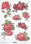 róża, róże, kwiat, bukiet, ogród, lato, R646, rose, flower, bouquet, garden, summer, Rose, Blume, Strauß, Garten, Sommer, rosa, flor, ramo, jardín, verano 