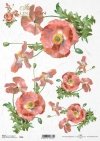mak, maki, makowe, kwiat, łąka, ogród, lato, R956, poppy, flower, meadow, garden, summer, Mohn, Mohnblume, Blume, Wiese, Garten, Sommer, amapola, flor, prado, jardín, verano 
