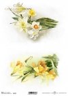 wiosenne kwiaty, żonkile*spring flowers, daffodils*Frühlingsblumen, Narzissen*flores de primavera, narcisos