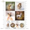 Papier decoupage, papier, Schronisko w Korabiewicach, fotografie zwierząt, psy, Joanna Laskowska, Shelter in Korabiewice, animal photography, dogs, Tierheim in Korabiewice, Tierfotografie, Hunde, Refugio en Korabiewice, fotografía