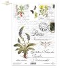 Wulfenia, zioła, kwiaty, motyle*Wulfenia, herbs, flowers, butterflies*Wulfenia, hierbas, flores, mariposas