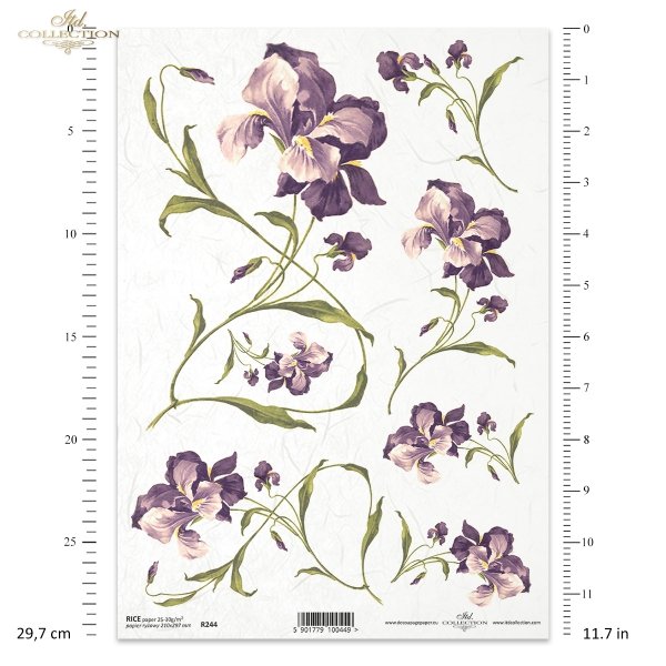flowers, irises, with irises flowers, purple irises, long stems, natural size 