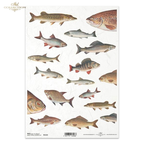 ryba, ryby, rybka, wędkarstwo, wędkowanie, łowienie, fish, fishing, Fisch, Fische, Angeln, pez, peces, pesca