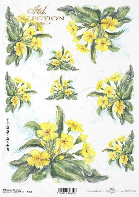 prymulka, prymulki, kwiat, ogród, łąka, wiosna, autorka grafiki Maria Kopeć, R905, primulas, flower, garden, meadow, spring, Primeln, Blume, Garten, Wiese, Frühling, prímulas, flor, jardín, prado, primavera