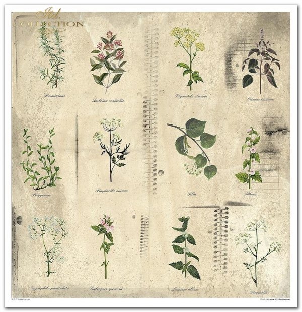 Zestaw papierów do scrapbookingu - Herbarium