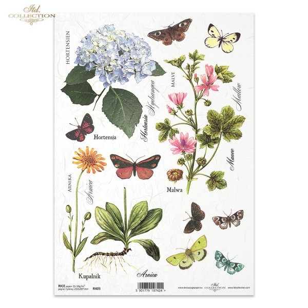 meadow, plants, butterfly, butterflies, hydrangea, mallow, arnica, merchant, flower, flowers, R403