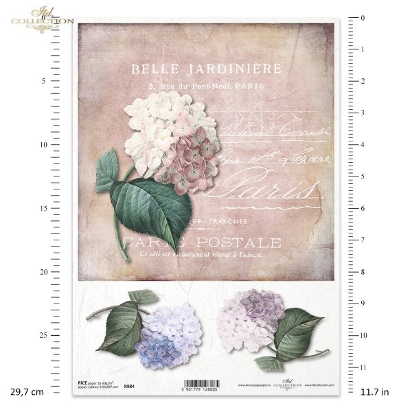 hortensja, hortensje, kwiat, ogród, lato, hortensją, pocztówka, Paris, R984, flower, garden, summer, hydrangea, postcard, Blume, Garten, Sommer, Hortensie, Postkarte, flor, jardín, verano, hortensia, tarjeta postal, París