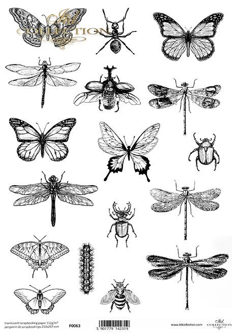 Pergamin do scrapbookingu, motyl, motyle, ćma, ćmy, owad, owady, ważka, ważki