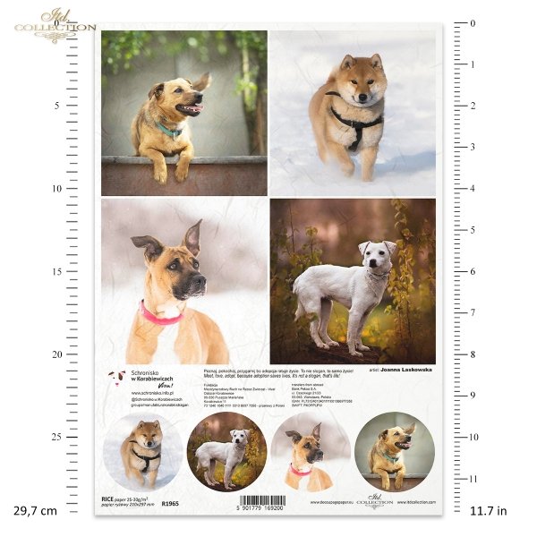 Papier decoupage, papier, Schronisko w Korabiewicach, fotografie zwierząt, psy, Joanna Laskowska, Shelter in Korabiewice, animal photography, dogs, Tierheim in Korabiewice, Tierfotografie, Hunde, Refugio en Korabiewice, fotografía