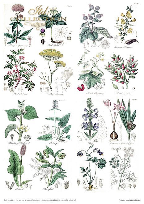 Zestaw papierów - Herbarium*Set of papers - Herbarium*Reihe von Papieren - Herbarium* Conjunto de papeles - Herbario* Conjunto de papeles - Herbario