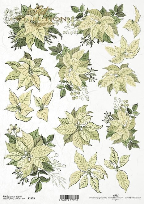 poinsecja, gwiazda betlejemska*poinsettia*Weihnachtsstern*flor de Pascua