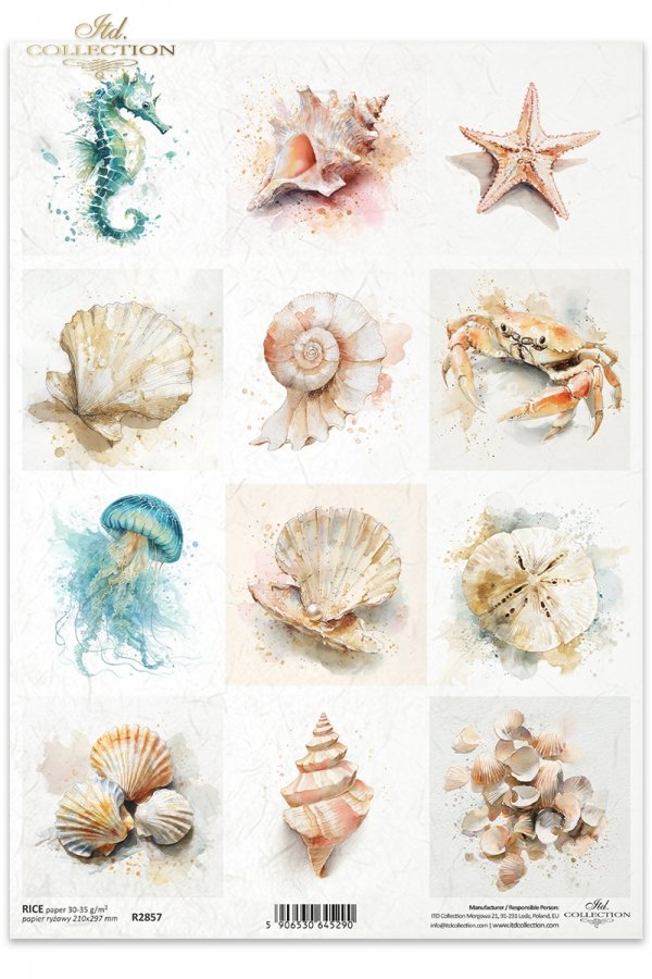 Muszle, małże, ślimak, perła, plaża, ocean, natura, akwarela, konik morski, meduza, jeżowiec, krab, rozgwiazda, fauna*Sea shells, clams, snail, pearl, beach, ocean, nature, watercolor, seahorse, jellyfish, sea urchin, crab, starfish, fauna