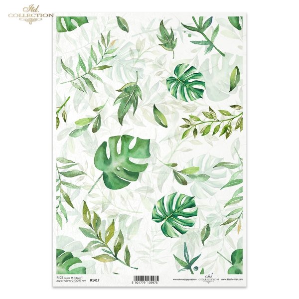 zielono-niebieskie, zielone, liść, liście, monstera, monstery, filodendron, filodendrony, green-blue, green, leaf, leaves, monstera, philodendrons, grün-blau, grün, Blatt, Blätter, Monstera, Philodendrons, verde-azul, verde, hojas