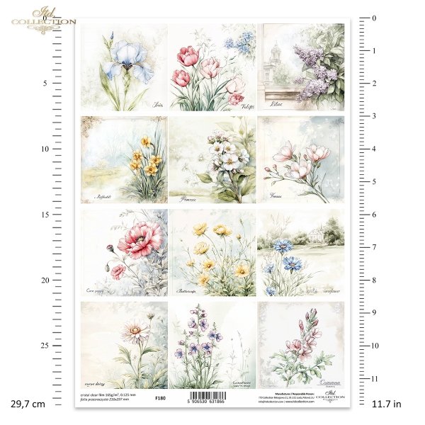 kwiaty, mak, jaskier, chaber, złocień łąkowy, rzeżucha łąkowa, dymnica pospolita, Irys, tulipan, bez, lilak, narcyz, prymulka, frezja*flowers, poppy, ranunculus, cornflower, meadow goldenrod, meadow cress, common cress, iris, tulip, lilac, narcissus
